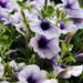 davitimi flowers 3529969 1280