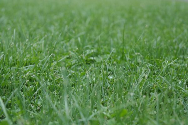 travnik deb qep lawn 2376582 1280