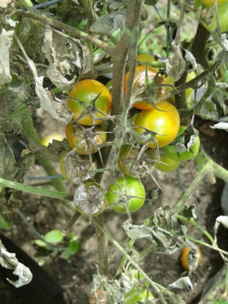 rajcata plisen dustytoes tomato 608290 1280