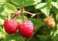 elenaiks raspberries 1700485 1280