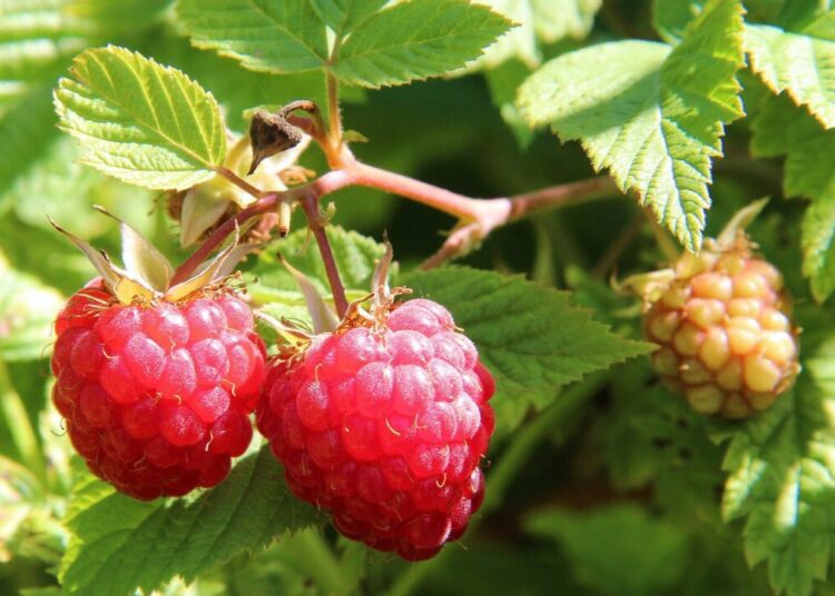 elenaiks raspberries 1700485 1280