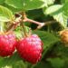 elenaiks raspberries 1700485 1280