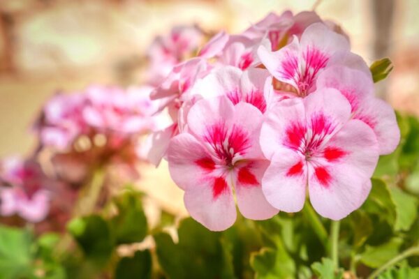 fietzfotos flower 7495291 1280