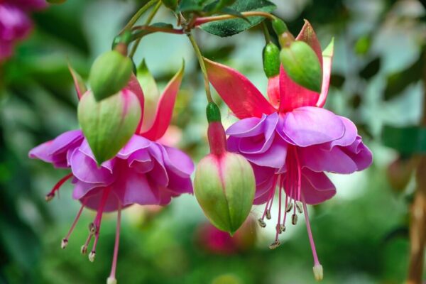 fietzfotos fuchsia wind chime 3402354 1280
