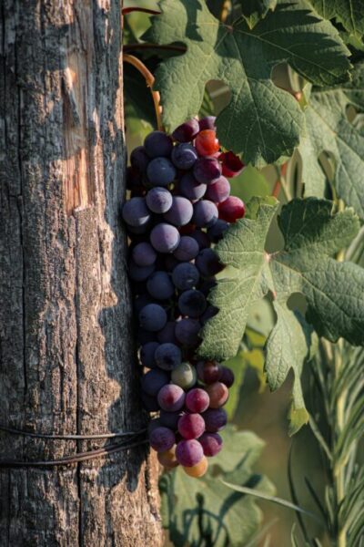 reva fili pinso grapevine 7368800 1280