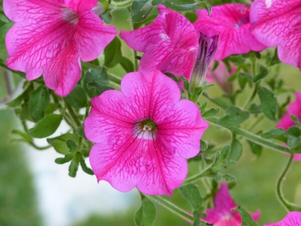 surfinie giancarlocravero flowers 390114 1280