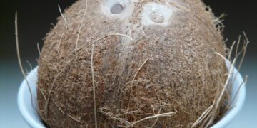 hans coconut 60390 1280