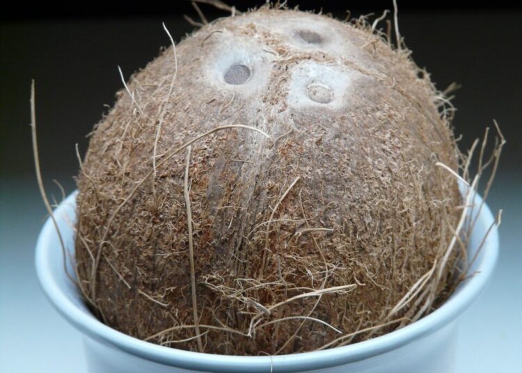 hans coconut 60390 1280