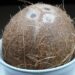 hans coconut 60390 1280