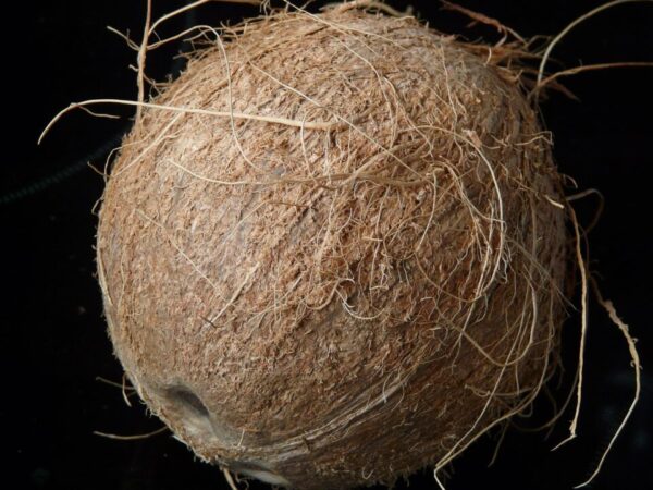 hans coconut 60394 1280