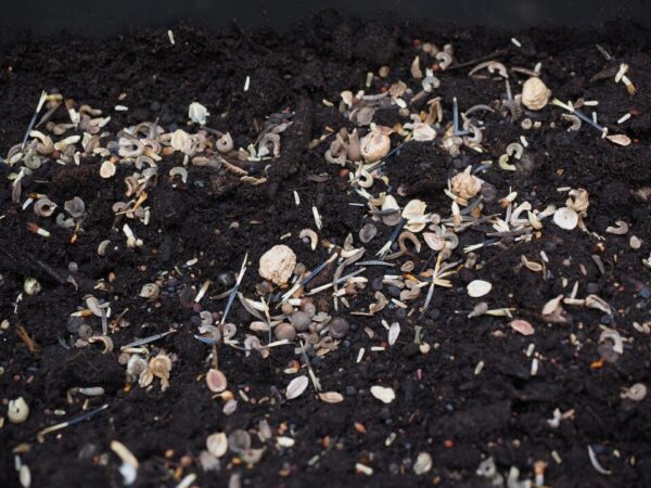 substrat hans flower seeds 1061633 1280