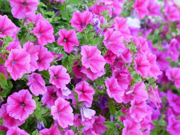 hans petunia 177388 1280