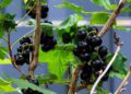 hanslinde black currants 6503403 1280