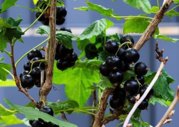 hanslinde black currants 6503403 1280