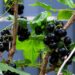 hanslinde black currants 6503403 1280