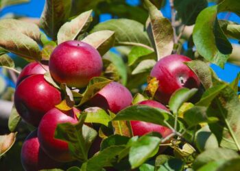 impression rivesud nature 2904162 1280