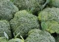 jai79 broccoli 1076652 1280