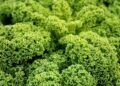 jhenning green cabbage 7769954 1280