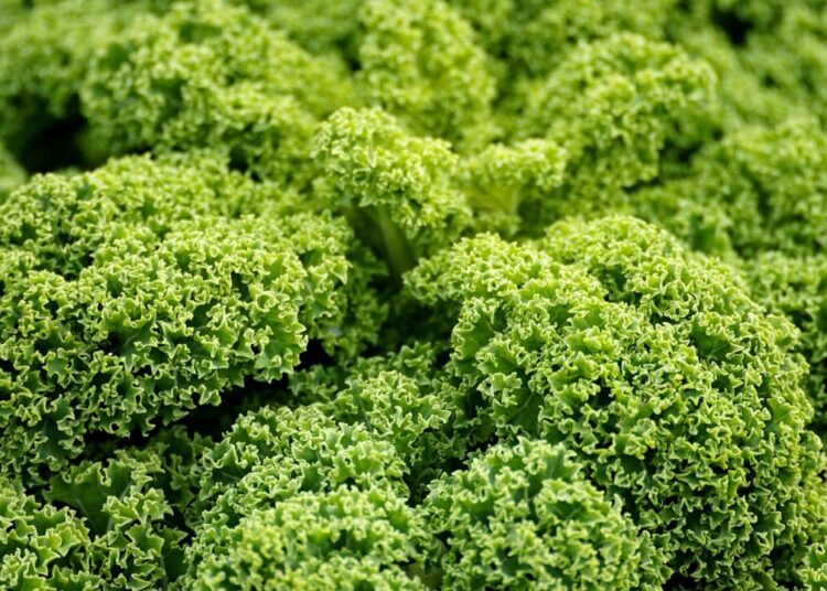 jhenning green cabbage 7769954 1280
