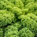 jhenning green cabbage 7769954 1280