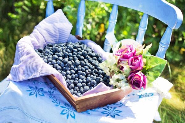 jillwellington blueberries 870514 1280