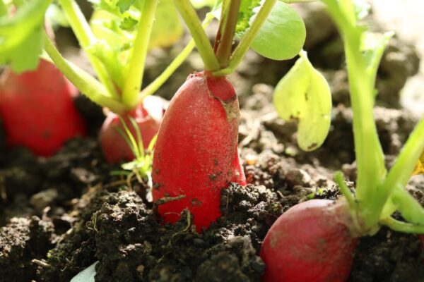 redkvicka katerinavulcova radishes 3434072 1280