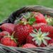 kathas fotos strawberries 7323941 1280
