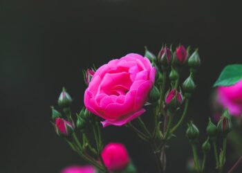 kimdaejeung rose 8006847 1280