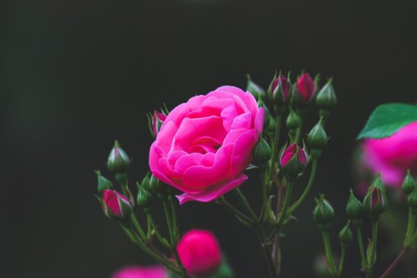 kimdaejeung rose 8006847 1280