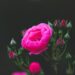 kimdaejeung rose 8006847 1280