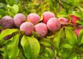 larisa k plums 71690 1280