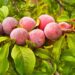 larisa k plums 71690 1280