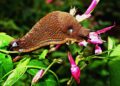 mabelamber slug 1613178 1280