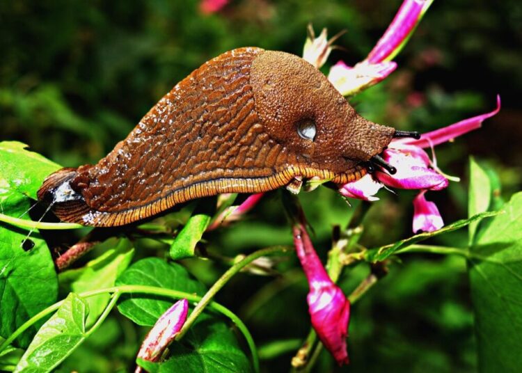 mabelamber slug 1613178 1280