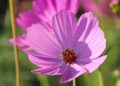 manfredrichter cosmos 7622740 1280
