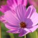 manfredrichter cosmos 7622740 1280