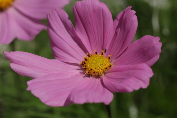 kosmos marjonhorn flower 5431090 1280