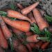 matorlino carrots 4765284 1280