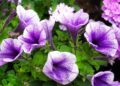 matthiasboeckel petunias 5205650 1280