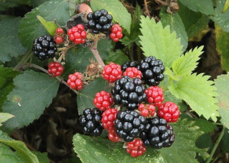 mlle ros black berries 2089760 1280