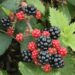 mlle ros black berries 2089760 1280