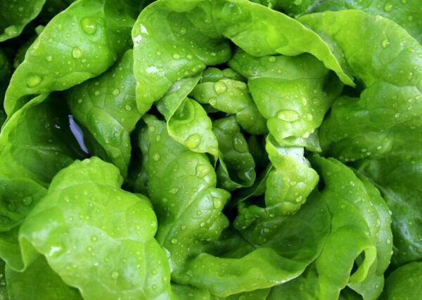 moerschy salad 771056 1280
