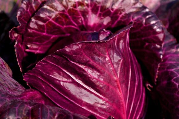 cervene zeli neelam279 red cabbage 4559494 1280