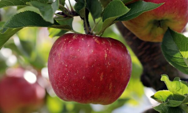 jablon noname 13 apple 2788616 1280