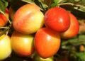 nowaja fruit 7370443 1280