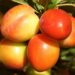 nowaja fruit 7370443 1280