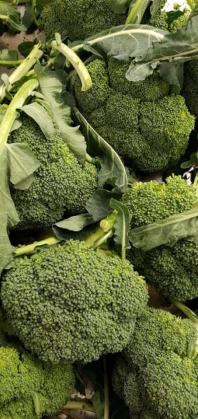 palebluedot broccoli 6938847 1280