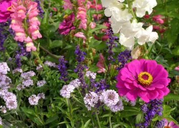 petrafaltermaier zinnia 495015 1280