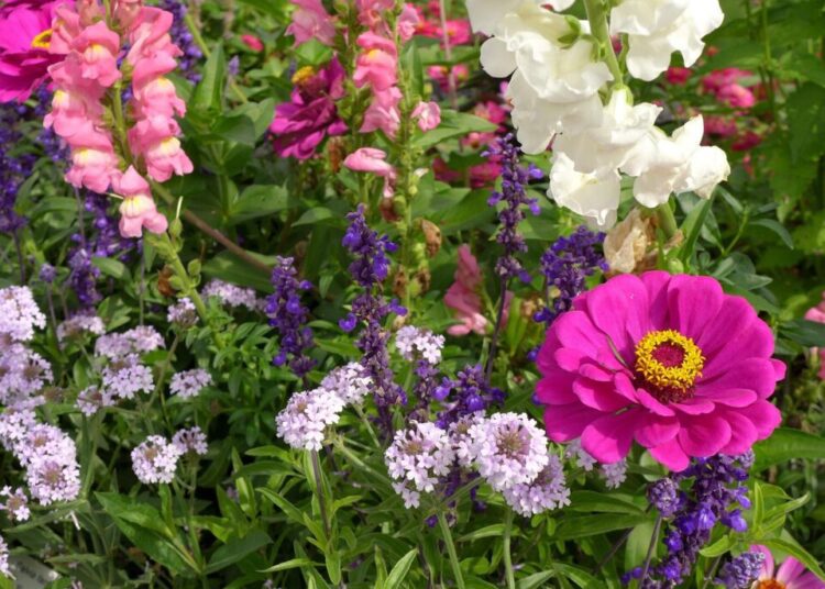 petrafaltermaier zinnia 495015 1280