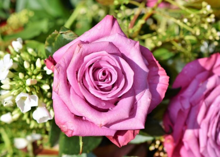ralphs fotos rose 3412884 1280